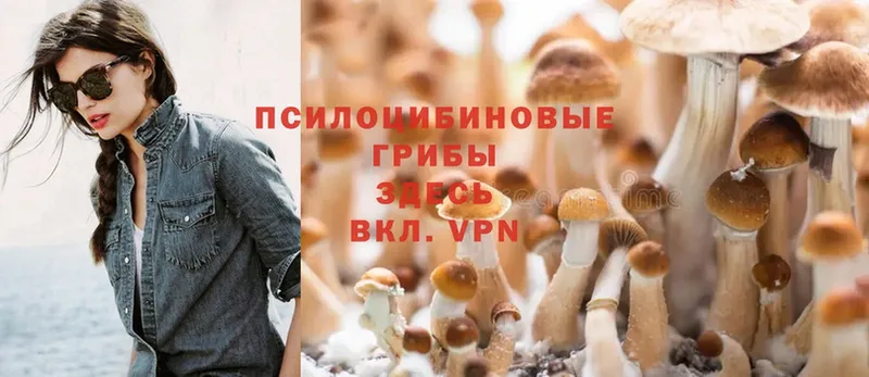 Псилоцибиновые грибы Cubensis  как найти   Сергач 